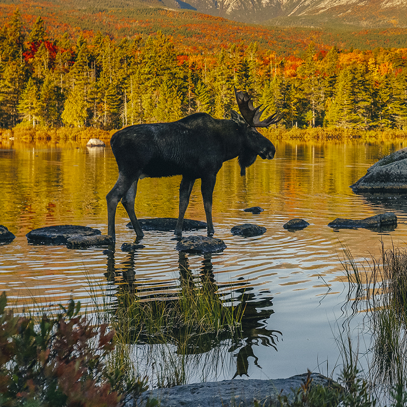 A moose walks in a lake