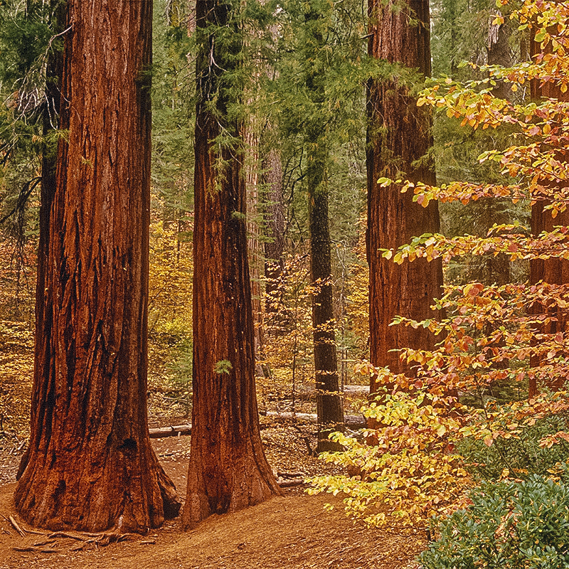 giant sequoia trees yosemite